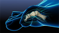Foot & Ankle Image Foot & Ankle