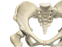 Hip Image Hip