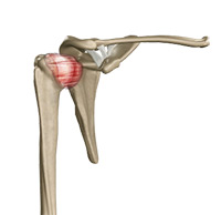 Shoulder and Elbow