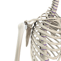 Shoulder and Elbow Image Shoulder and Elbow