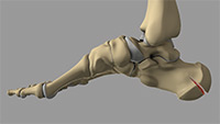 Foot & Ankle Image Foot & Ankle