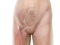 Hip Image Hip