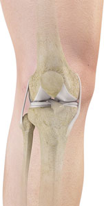 Knee Anatomy Knee