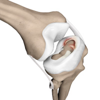 Knee Image Knee