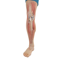 Knee Image Knee