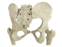 Hip Image Hip