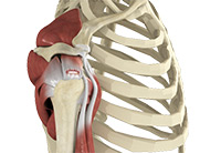 Shoulder and Elbow