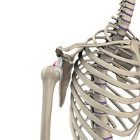 Shoulder and Elbow Image Shoulder and Elbow