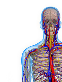 Shoulder and Elbow Image Shoulder and Elbow