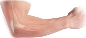 Elbow Anatomy Elbow Anatomy