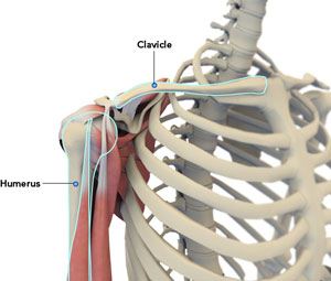 Shoulder Anatomy Shoulder Anatomy